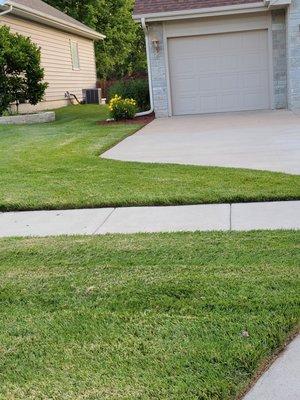 Lawn before chemical burn spots