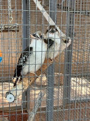 Kookaburras... they were adorable