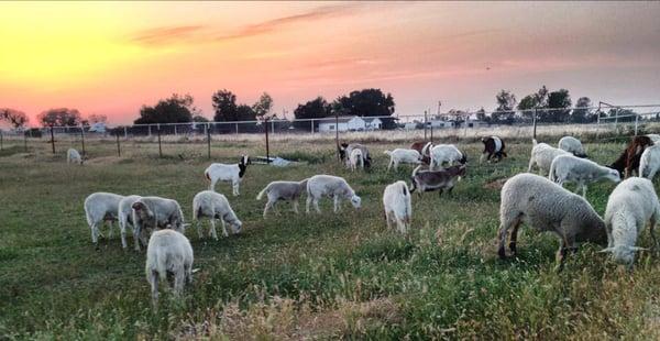 Beautiful sunset over Manguz Ranch