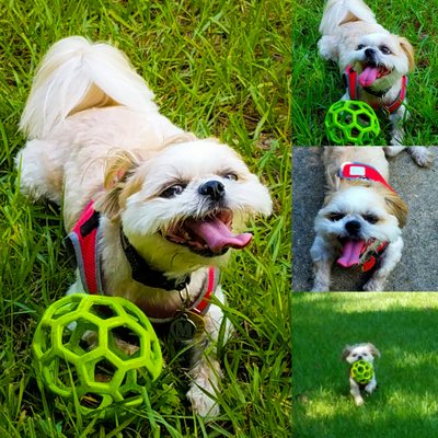 Mocha Coconut is happy go lucky at the dog park and there are good areas for shade!