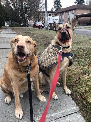 Noodles and Alphie. Alphie was adopted from SCHS.