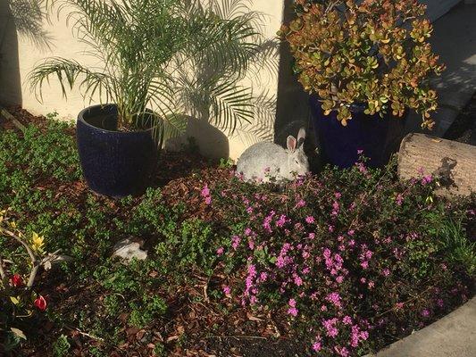 Cute Bunny Welcoming Friends