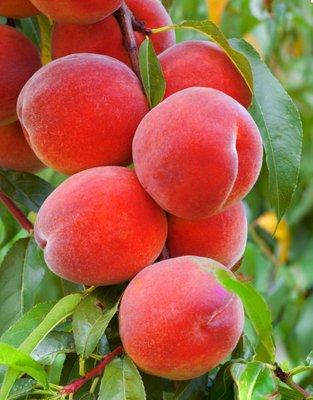 Belle of Georgia Peach - is an old-time favorite that produces brilliant red flowers each spring and large fruit in late August.