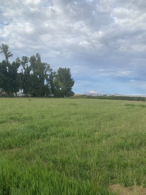 Large grassy field