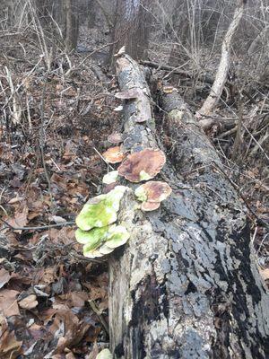 Very cool fungus just north of Tipp City on the trail.