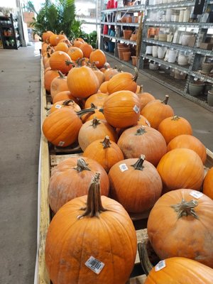 What is October without pumpkins?? (October 2021)