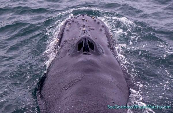 Whale blow holes.