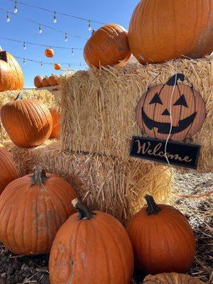 Pumpkins @seasonal farms!