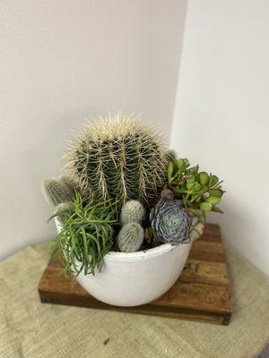 Fun cactus garden