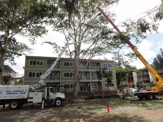 Removing Large Albizia Tree at Mililani Hawaii