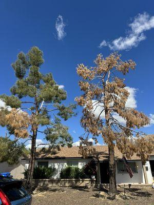 Tree pre removal