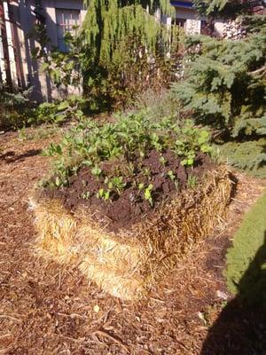 We made this at the "building unique garden beds" class.