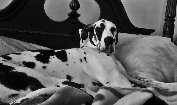 Sassy my Beloved Great Dane who was a Victim of Negligence at Mountain View Animal Hospital.