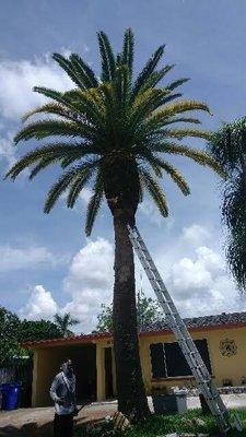 AA Tree Service - Lauderdale Lakes