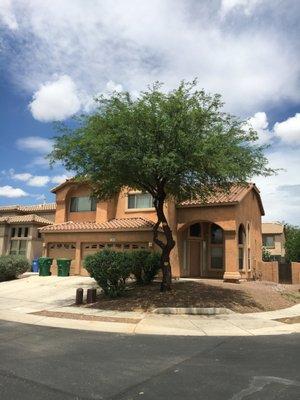 After Pruning of Overgrown Mesquite Tree