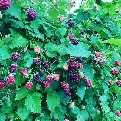 Edible Garden featuring Boysenberries by Emma Clark Wyeastgardens.et