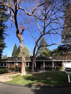 Trees getting cleaning up