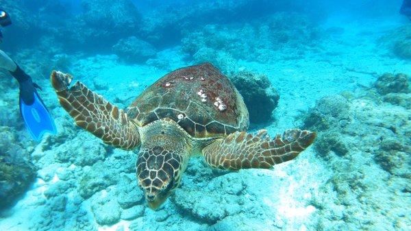 Sea turtle