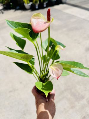 Beautiful anthurium plant