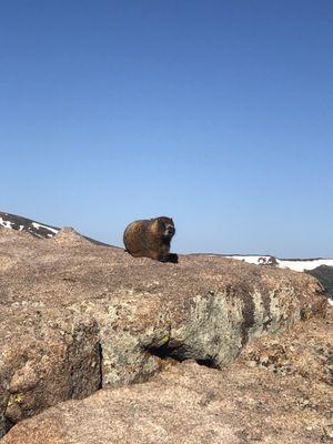 Marmots abound