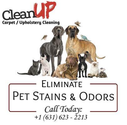 Pet Stains? No problem! CleanUP Upholstery Cleaning