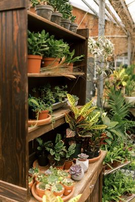 House plants and succulents in our greenhouse