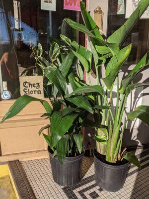 some big plant in the front of the shop at Kansas City Kitty Boutique