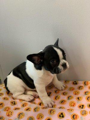 French Bulldog puppy, sold June 2020