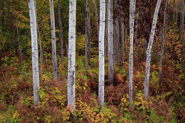 Birch Trees