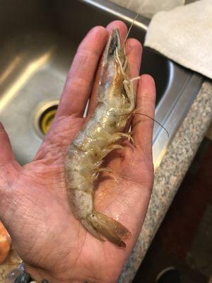 Super colossal shrimp, only $5.99lb! This would cost me $20lb back home in Detroit MI!