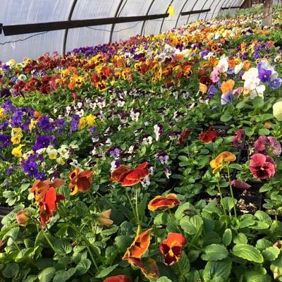 Our greenhouses are full of color year round!