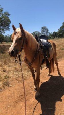 "Sara" 1st ride out on the trail! First 30 days under saddle.