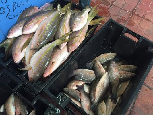 Fresh Yellow Tail from Key West $4.79/ Lb.