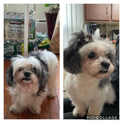 Before and after! First time getting groomed for our 15 year old shih tzu mix.