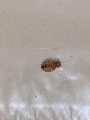 Bed bug 2/3 found