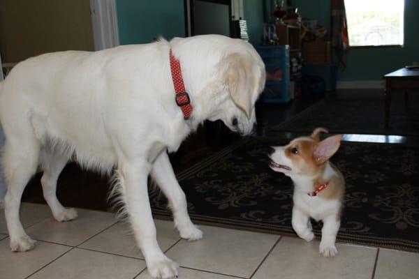 Indy (english retriever) is a gentle giant. Playing with a 3 month old Corgi.