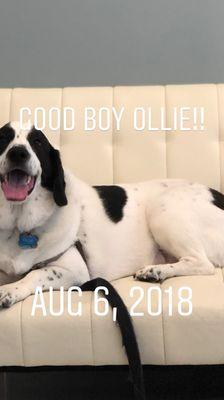 Good Boy Ollie!!