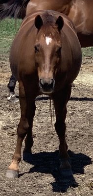 Happy ponies and happy riders