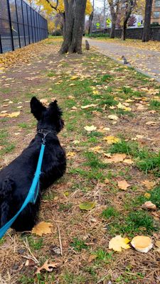 "Squirrel!" (12/06/22). #PershingFieldPark #JerseyCity #NewJersey #Park #DogPark