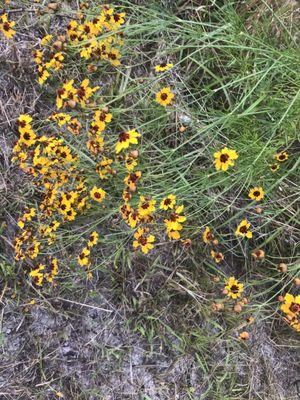 Daisies