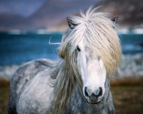 Crested Butte Fine Art Gallery