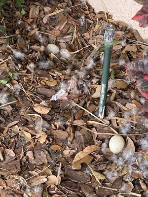 Duck nests in the bushes