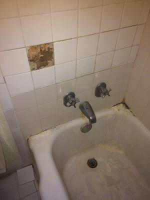 Mold all in shower