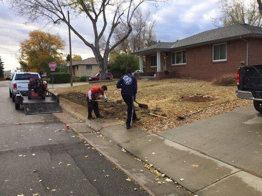 Curb Appeal Landscape