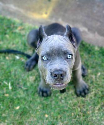 12 Week old Cane Corso puppy during our 4 Week Basic Obedience Program.