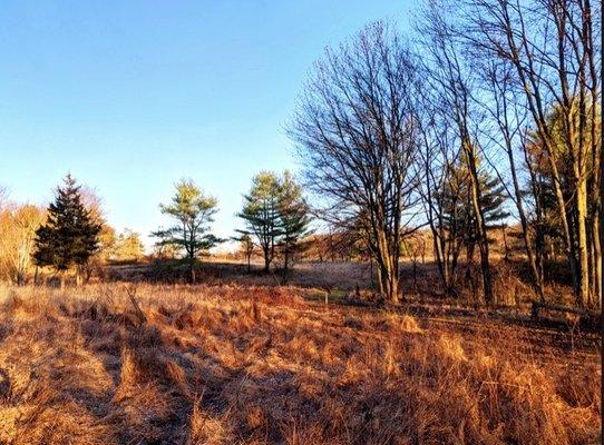 Willisbrook Preserve - Natural Lands