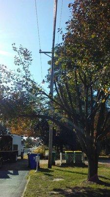 Removing a tree from the Power Line.