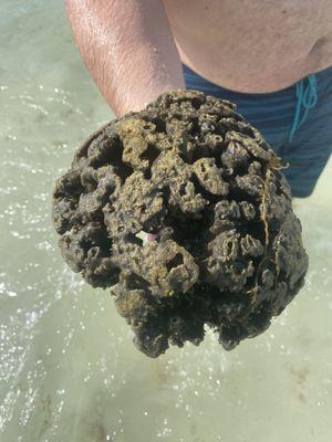 Sea sponge