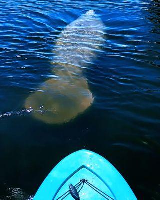 Manatee/ paddleboard tour