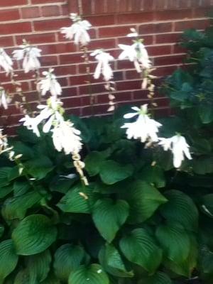 Hostas